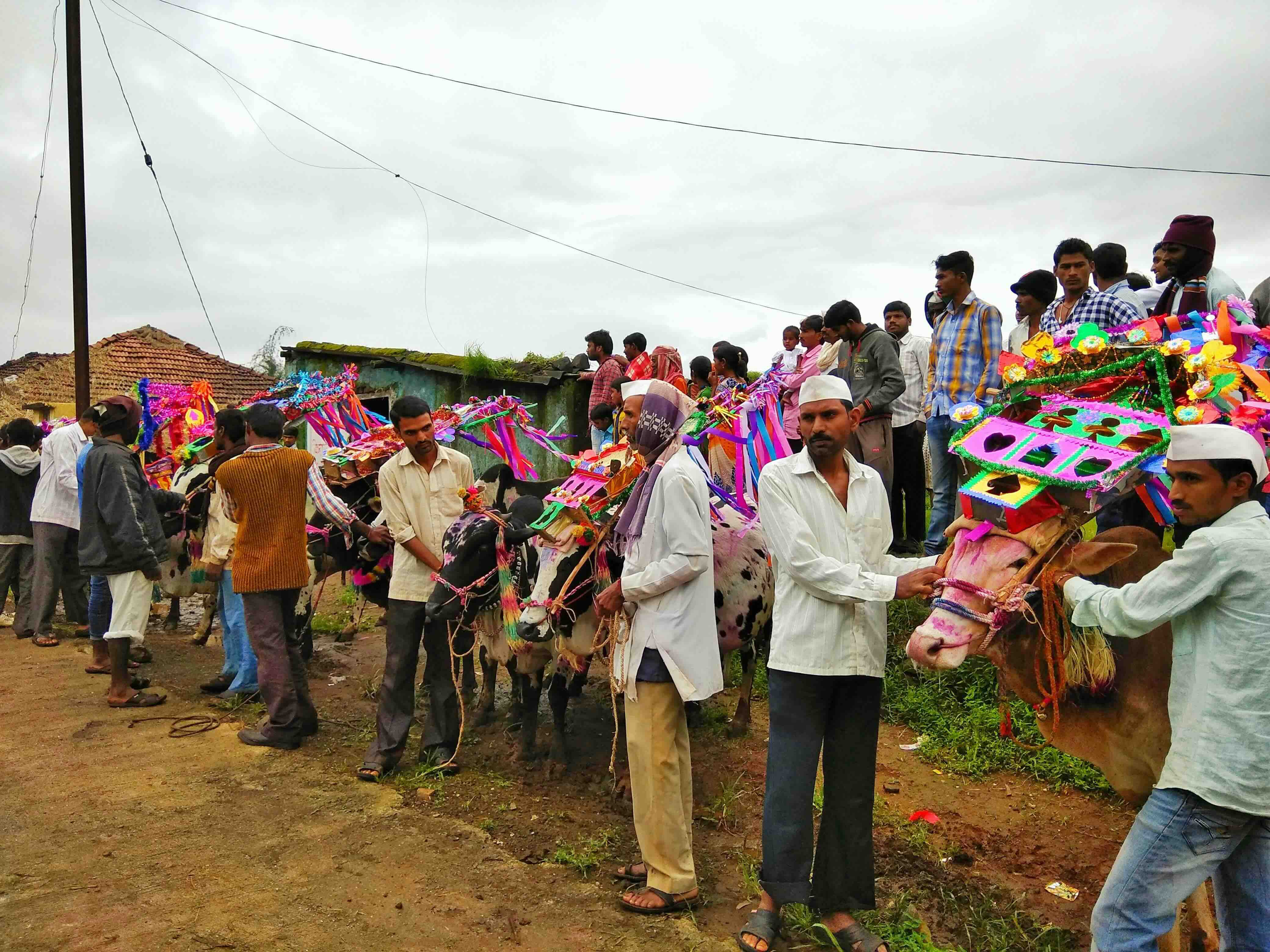 Men and women participating in the Bail Pola festival, holding and decorating bulls adorned with colorful ornaments and headgear, while a crowd of onlookers gathers in the background
