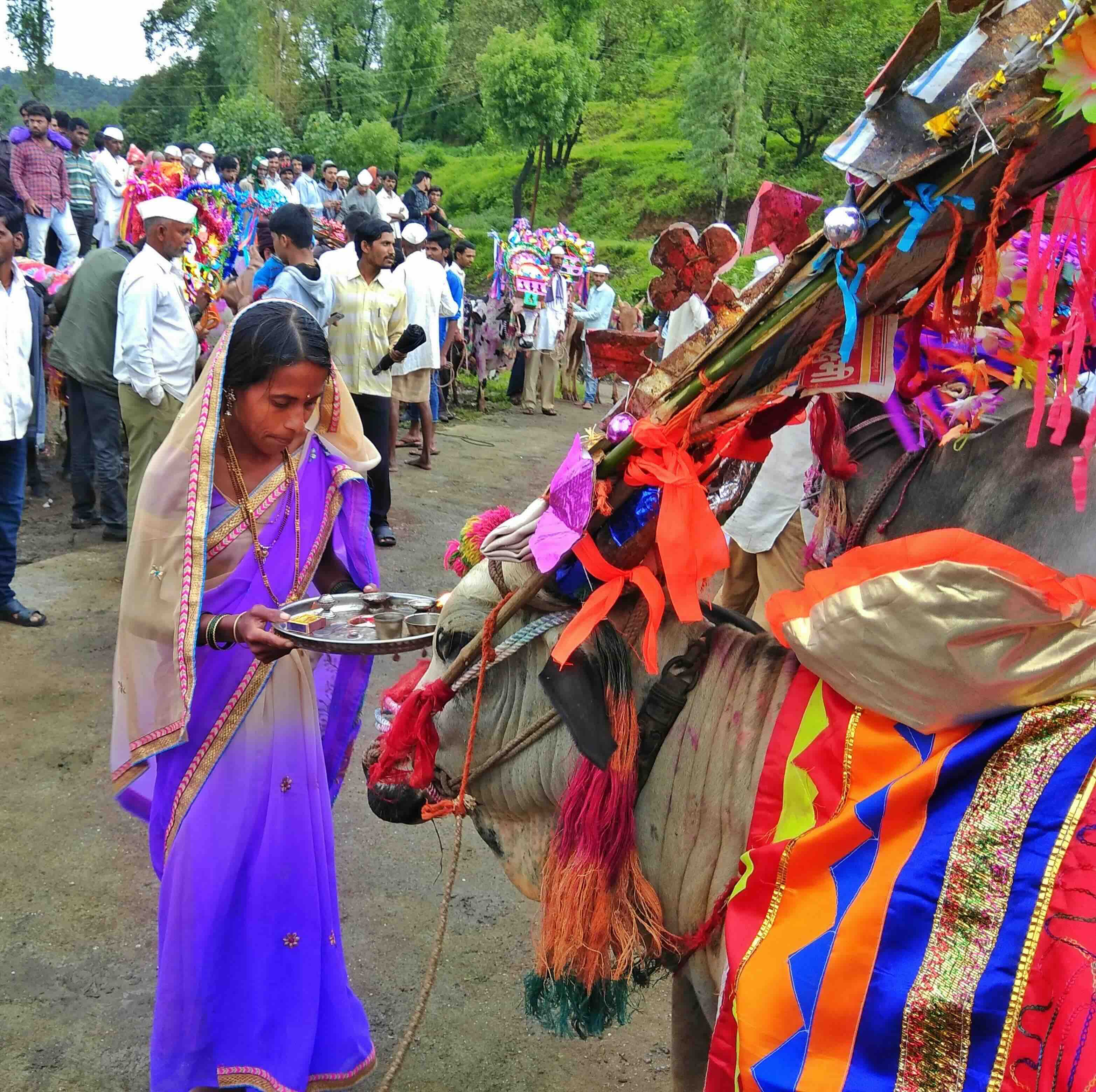 A woman in a colourful traditional saree performing a ritual with a decorated bull during the Bail Pola festival, with a crowd of people in the background