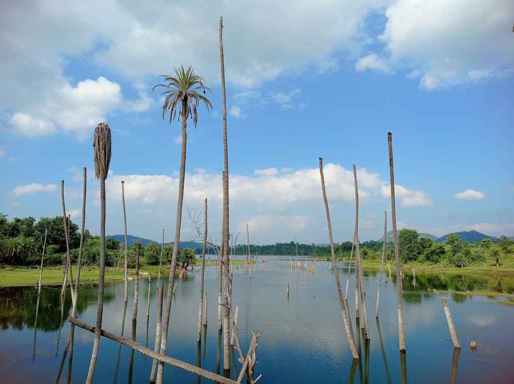 A landscape image clicked on the way to Kotra in south Rajasthan. Trunks of dead trees jutting out from a water body against the backdrop of a blue sky