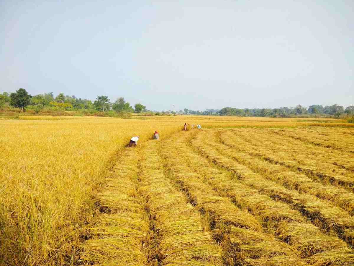 Sohrai In Purulia Among The&nbsp;Santhals
