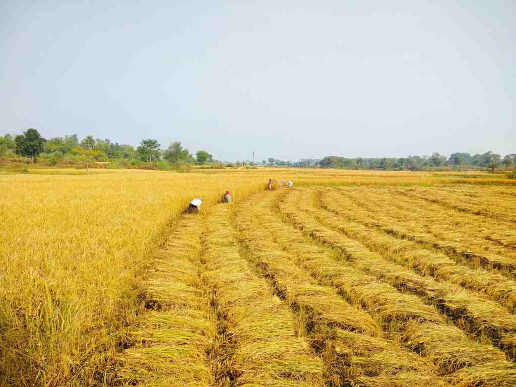 Sohrai In Purulia Among The&nbsp;Santhals