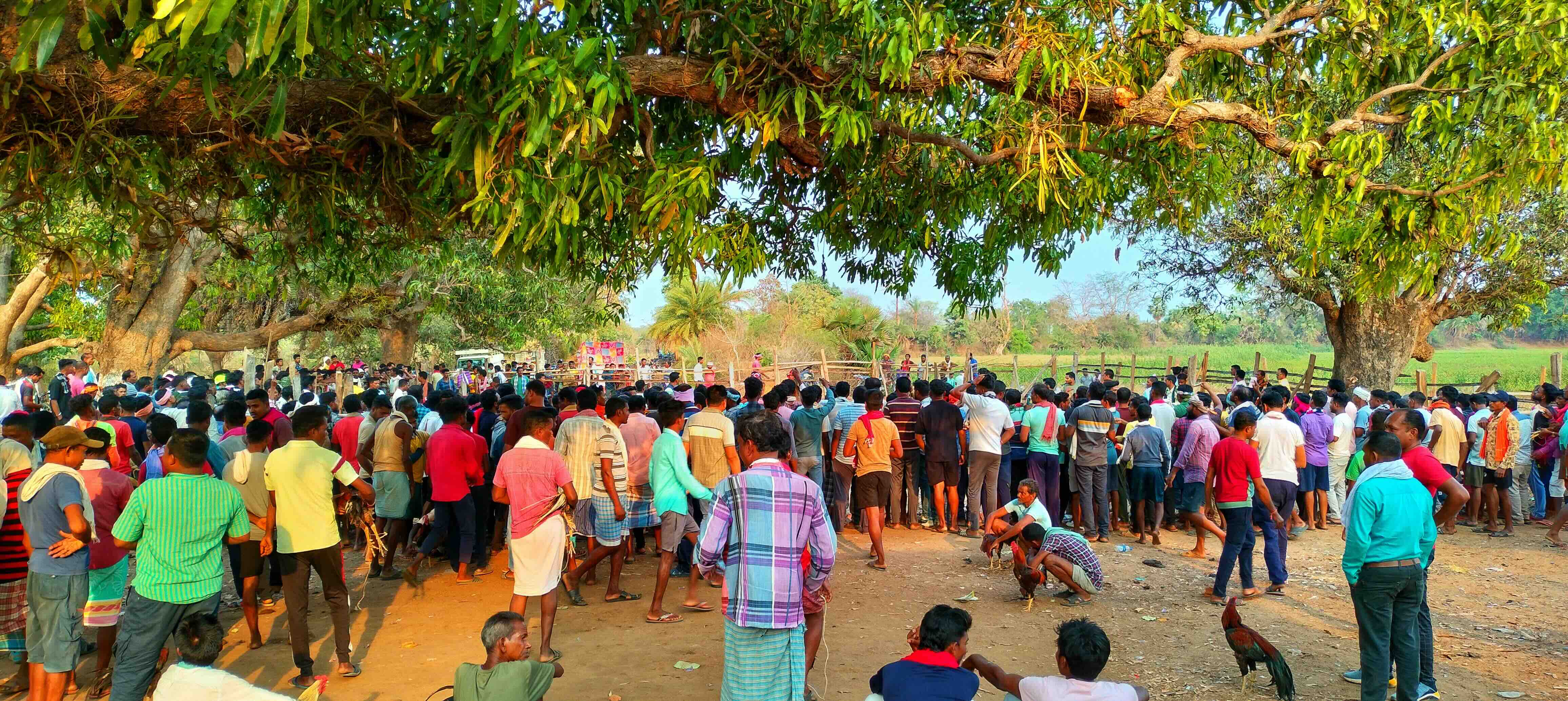 A crowd of men, with their backs to the camera and standing in a ground. They are overseeing a fenced arena.